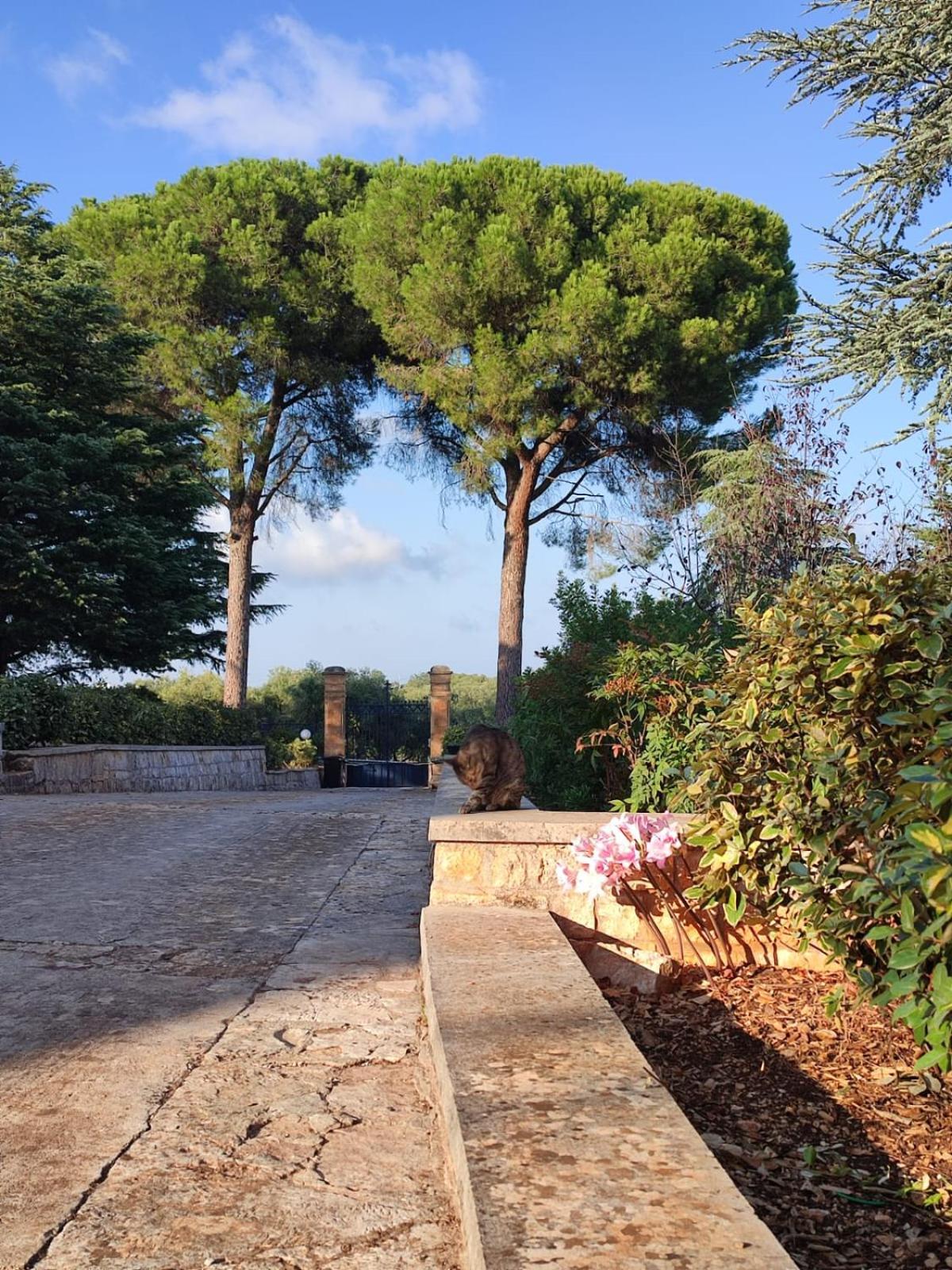 Villa Ostuni Monopoli Eksteriør billede
